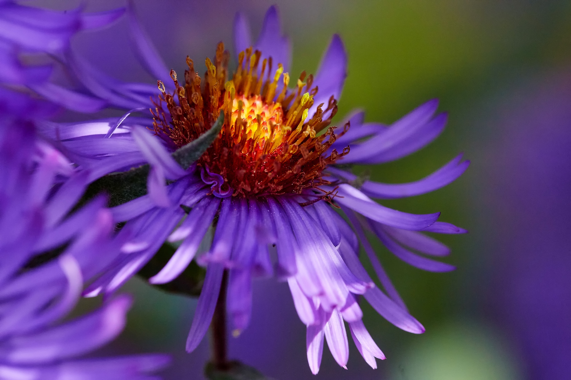 sunbeam in autumn aster bloom